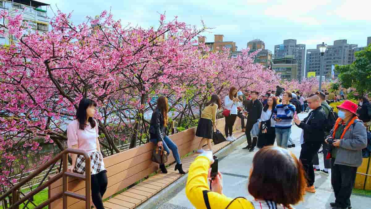 台北内湖 桜の見頃で賑わう楽活公園